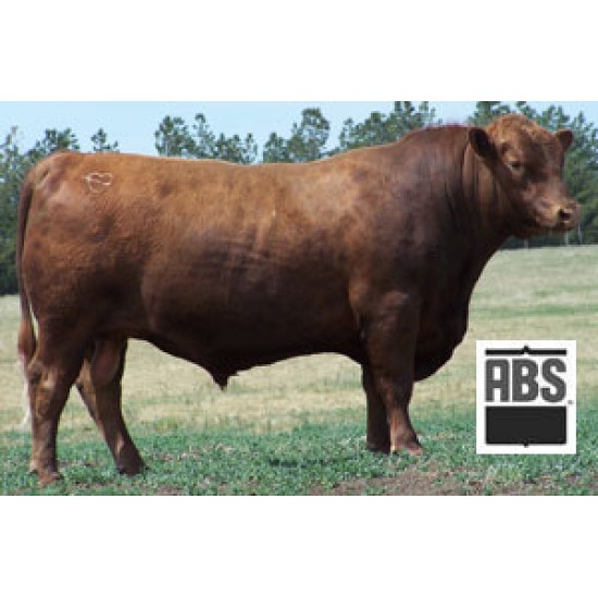 Tinh bò thịt ABS- BHR Golden Boy /Mỹ